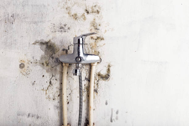 Home Mold Removal in Roseland, FL