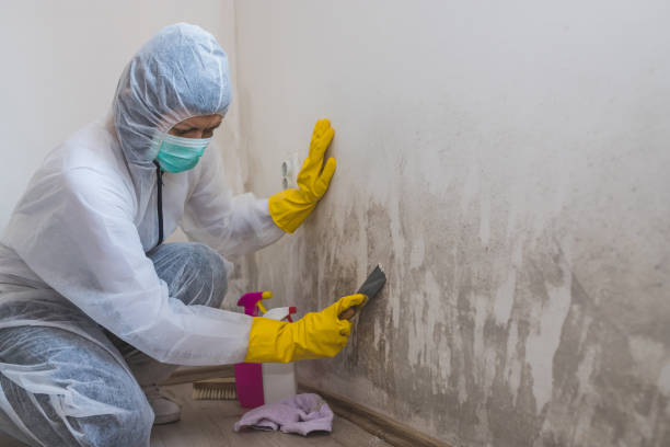 Best Residential Mold Removal  in Roseland, FL