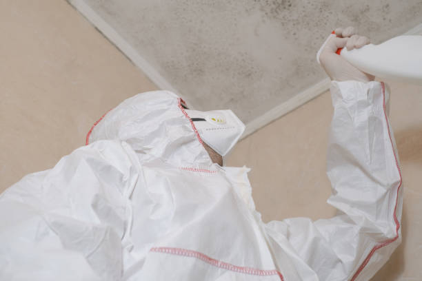 Mold Removal and Inspection in Roseland, FL
