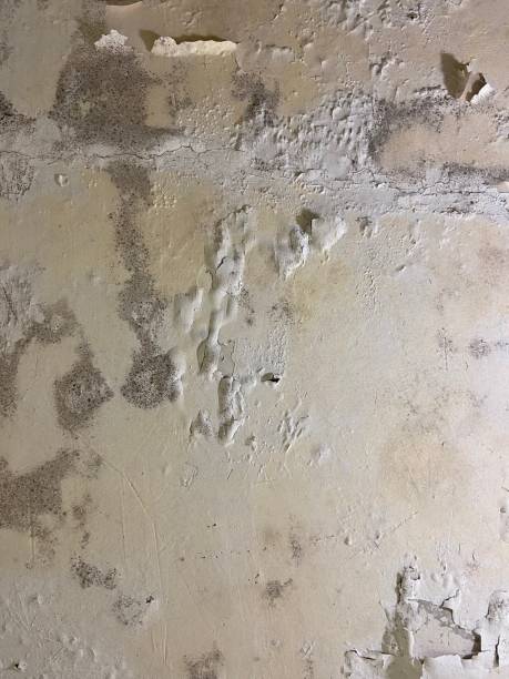 Best Crawl Space Mold Removal  in Roseland, FL