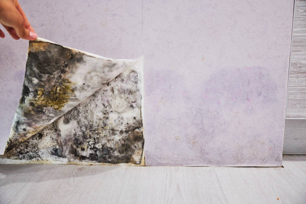 Professional Mold Removal in Roseland, FL